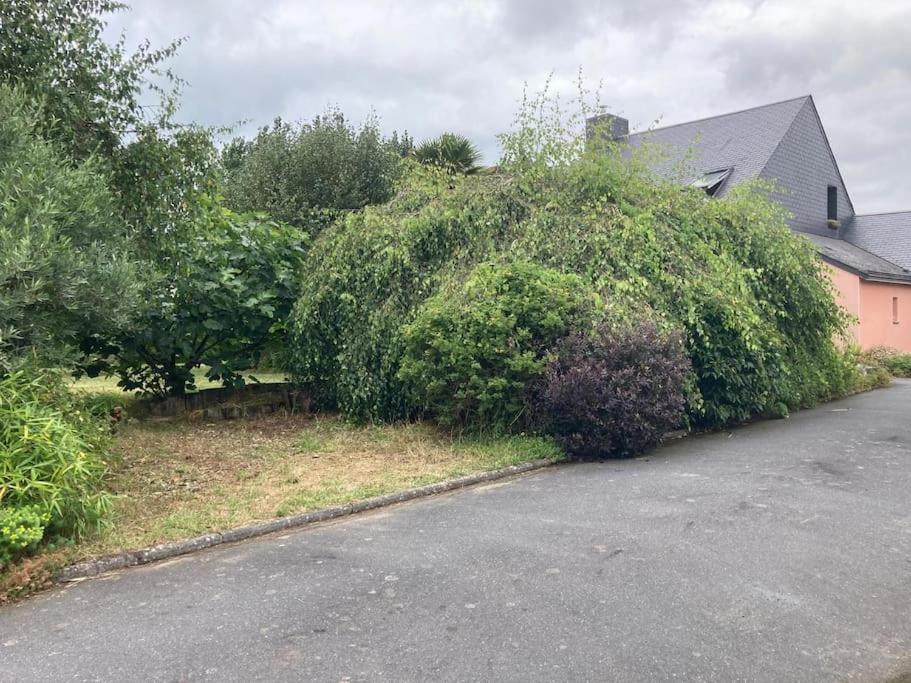 La Maison Rose - Avec Grand Jardin Clos A 300M De La Mer Hauteville-sur-Mer Eksteriør bilde